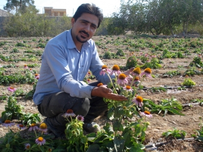 کشت گیاهان دارویی در شهرستان ارسنجان