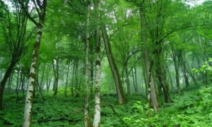 ایجاد نهضت سبز و توجه به درختان تنها راه آشتی طبیعت با انسان هاست